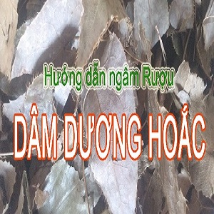 Cách ngâm rượu dâm dương hoắc tốt nhất